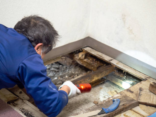 Best Basement Mold Remediation in Brightwood, VA