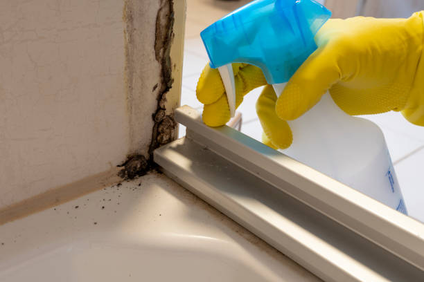 Best Mold Testing and Inspection Services in Brightwood, VA