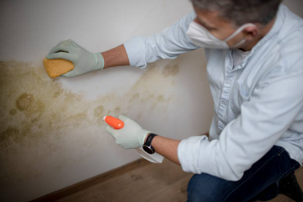 Best Health and Safety Mold Remediation in Brightwood, VA