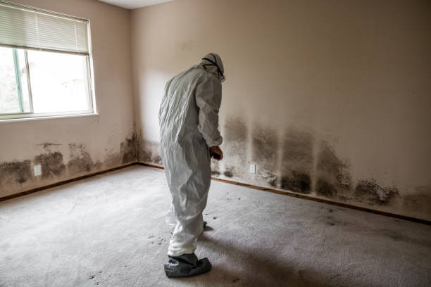 Best Mold Testing and Inspection Services in Brightwood, VA