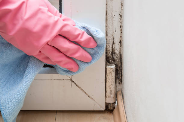 Best DIY Mold Remediation Support Services in Brightwood, VA